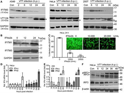 The Host Restriction Factor Interferon-Inducible Transmembrane Protein 3 Inhibits Vaccinia Virus Infection